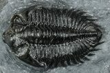 Detailed Coltraneia Trilobite Fossil - Huge Faceted Eyes #328574-3